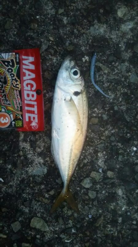 大阪湾南港アジング　夕まずめ